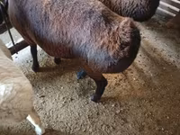 Carnero, Hissar sheep — foto 6