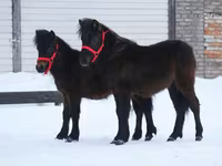 公马, American shetland pony — 照片 7