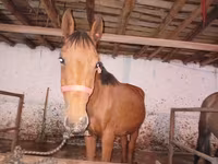 Horse (M), Manipuri pony — photo 1