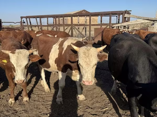 Toro, Simmental cattle
