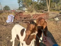 Ziege, Kamori goats — Foto 4