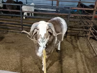 公羊, Sheep — 照片 2