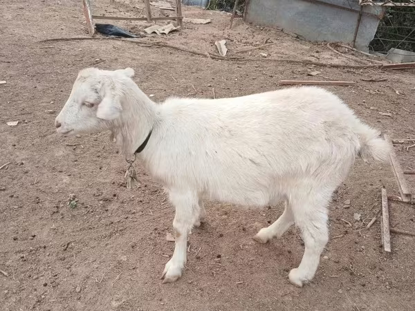 Ziege, Saanen goat