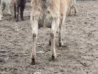 Ziege, Saanen goat — Foto 4