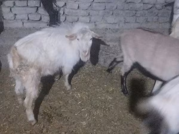 تيس, Saanen goat