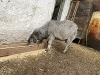 تيس, Alpine goat — الصورة 4