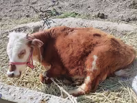 Toro, Ganado vacuno — foto 2