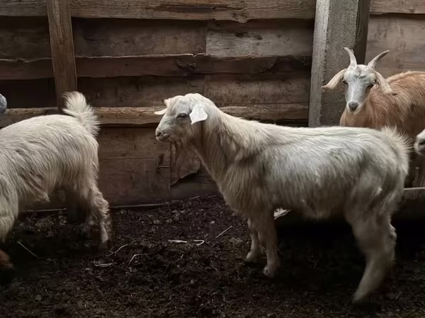 Ziegenbock, Ziegen