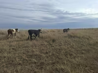 Vaca, Ganado vacuno — foto 3