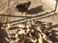 Ducks — 照片 2