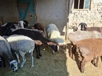 كبش, الأغنام — الصورة 5