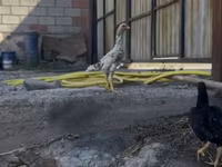 Shamo chickens — photo 4
