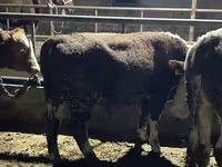 Bulle, Latvian Blue cattle — Foto 4