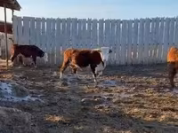 Vaca, Yaroslavl cattle — foto 6