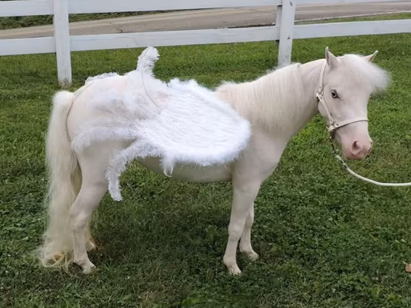 Mare, Miniature horse