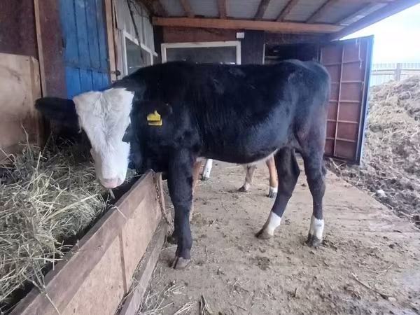 Bulle, Swiss cattle