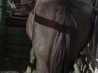 Yegua, Caballos — foto 2