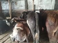 كبش, Tian-Shan semifinewool sheep — الصورة 6