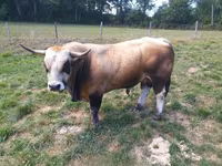Bull, Aubrac cattle — photo 1
