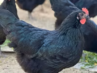 Australorp — photo 4