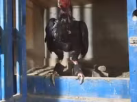 Chickens — फ़ोटो 1