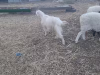 عنزة, Alpine goat — الصورة 3