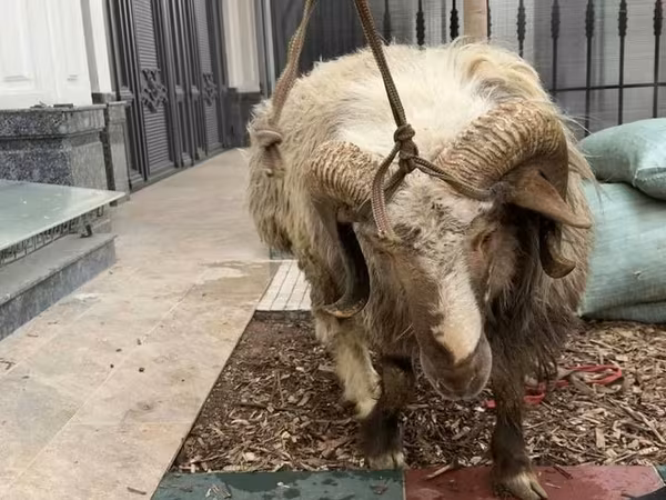 Ram, Sheep