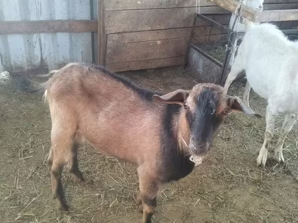 Cabra, Alpine goat