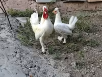 Chickens — photo 3