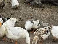 أمريكان بكين — الصورة 3