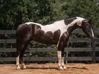 Hengst, Friesian — Foto 2