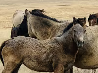 Caballo, Caballos — foto 8