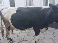 بقرة, Russian Black pied cattle — الصورة 1