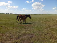 فرس, Kinsky horse — الصورة 3