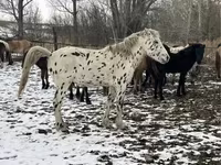 公马, Mugalzhar horse — 照片 2