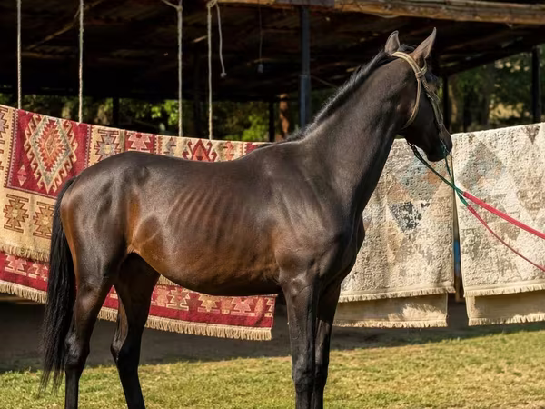 Hengst, Arabian horse