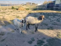मेढ़ा, Arabi sheep — फ़ोटो 1