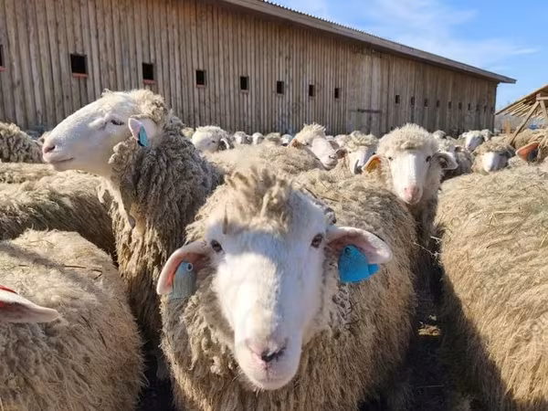 Oveja, Edilbay sheep