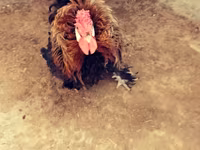 Chickens — 照片 3