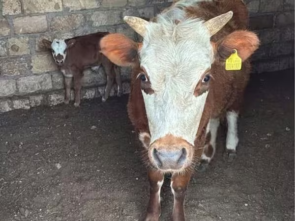 母牛, Latvian Blue cattle