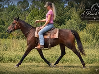 فرس, Quarter Horse — الصورة 3