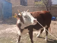 母牛, Latvian Blue cattle — 照片 1