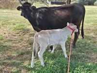 गाय, अलाताऊ नस्ल — फ़ोटो 4