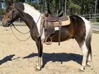 Hengst, American paint horse — Foto 4