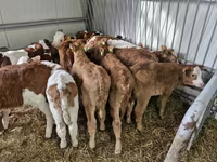 Cattle (batch, sex not specified), Simmental cattle — photo 1