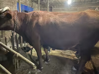 母牛, Swiss cattle — 照片 3