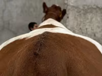 Kuh, Simmental cattle — Foto 3