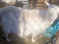 عنزة, Alpine goat — الصورة 4