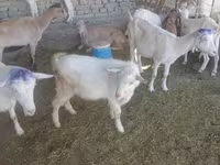Cabro, Saanen goat — foto 3
