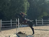 فرس, Friesian sport horse — الصورة 2